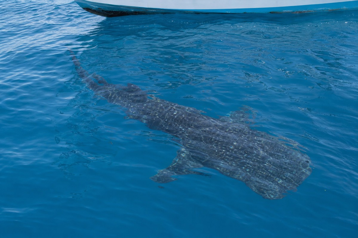A whale shark swimming through open blue water during whale sharks snorkeling in Belize
