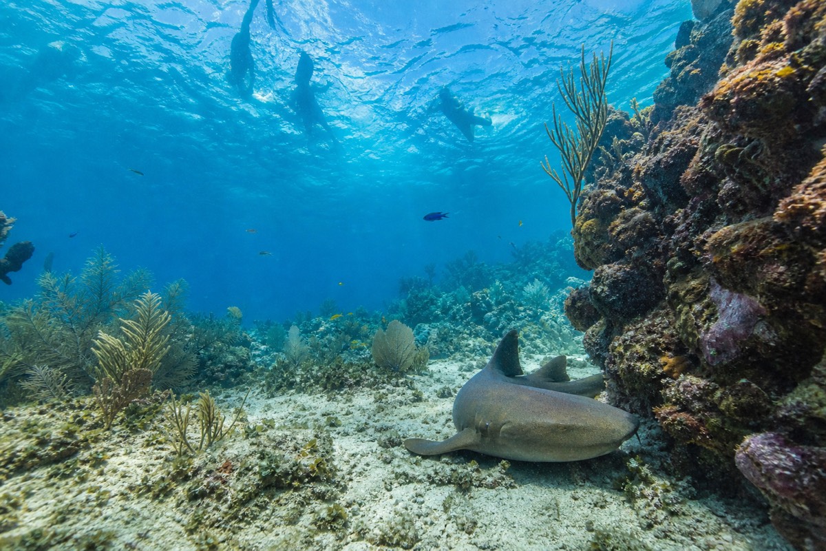 Snorkelers enjoying Hol Chan Marine Reserve snorkeling above the reef channel in clear blue water off Ambergris Caye, Belize