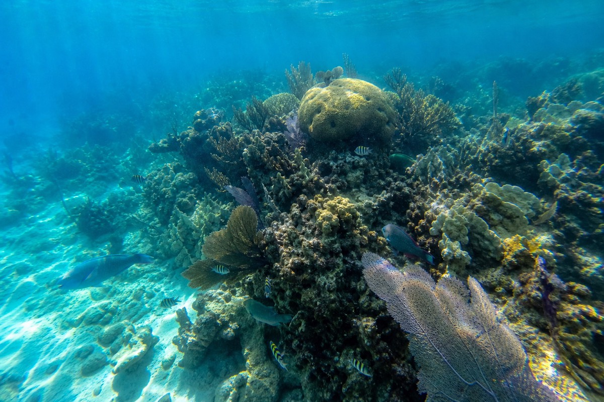 A snorkeler floating above bright coral heads and reef fish, typical of snorkeling in Belize