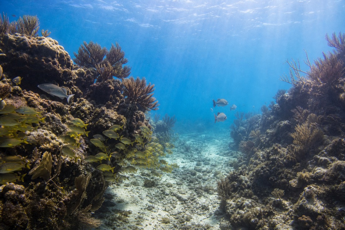 The reef channel at Hol Chan Marine Reserve, a natural cut where tidal current concentrates fish and Belize Barrier Reef snorkel tours gather
