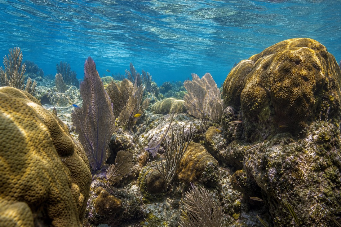 Shallow coral garden at Mexico Rocks, an easy Belize Barrier Reef snorkeling stop