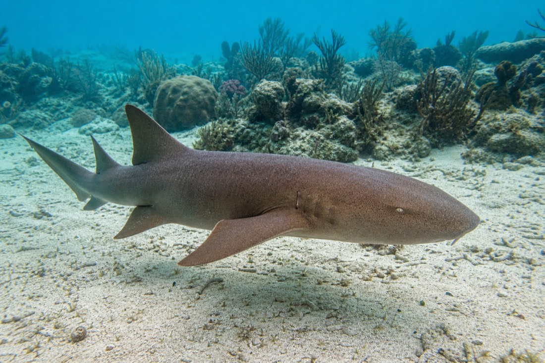 Nurse sharks swimming in shallow water at Shark Ray Alley, a stop on Caye Caulker snorkeling tours