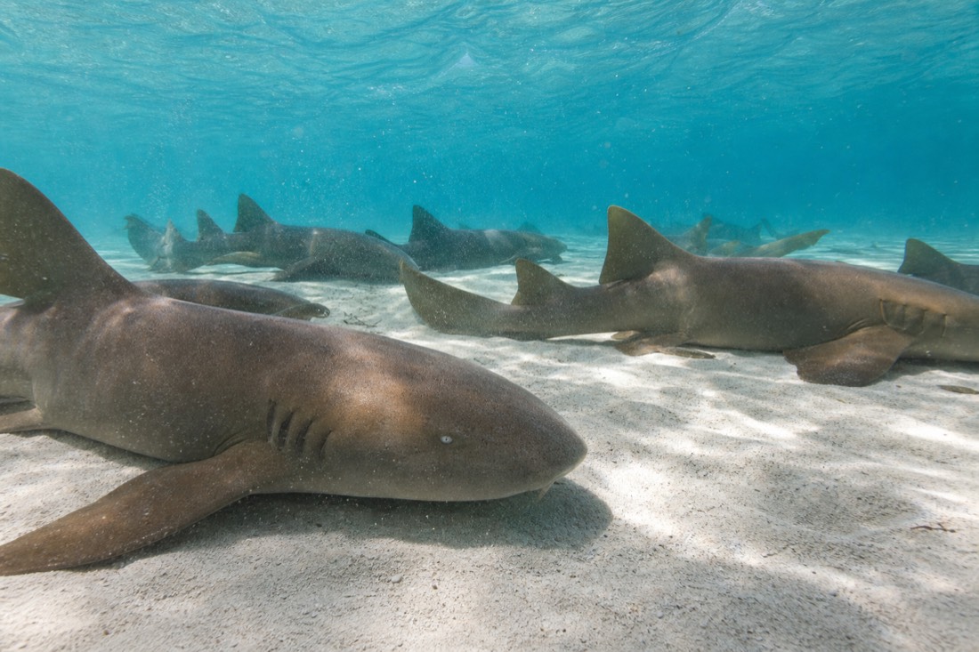 Nurse sharks gathering in the shallow sand flat during a Hol Chan Shark Ray Alley snorkel tour