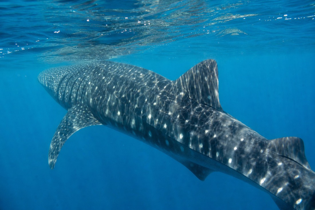 A whale shark in open water near Gladden Spit, a highlight of Belize whale shark snorkeling